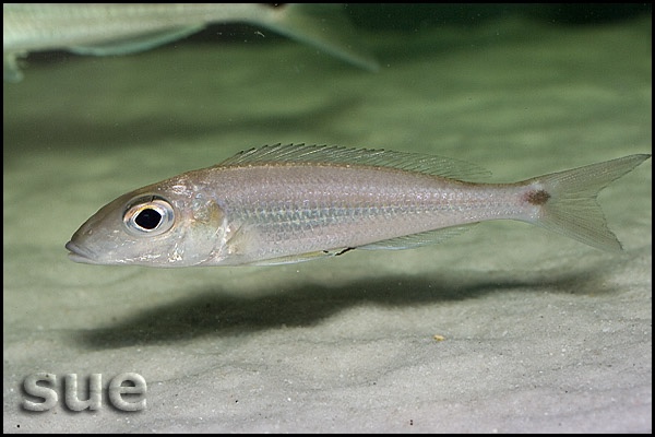 Grammatotria lemairii 'Katete'